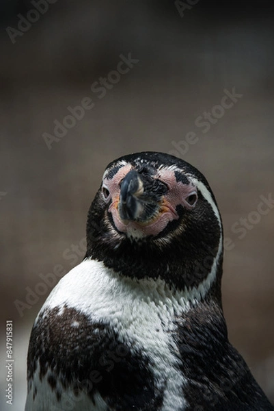 Fototapeta Pinguin Portrait