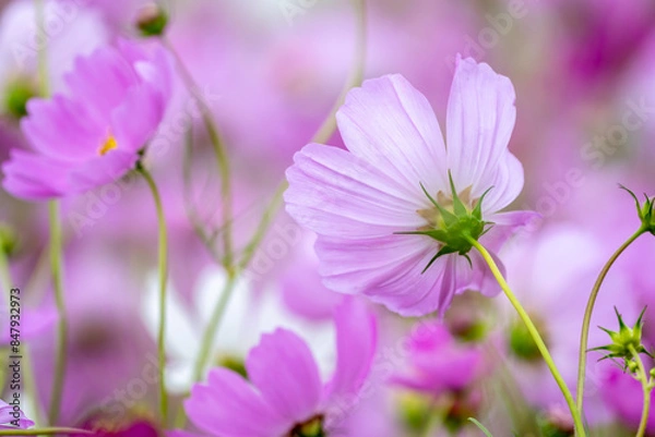 Fototapeta コスモス畑　秋のイメージ