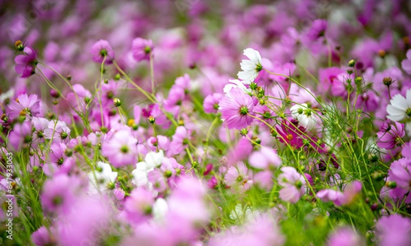 Obraz コスモス畑　秋のイメージ