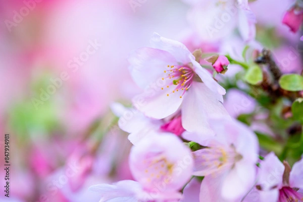 Fototapeta 桜の花　春のイメージ