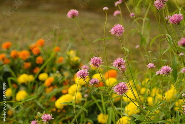 Obraz 夕暮れの花