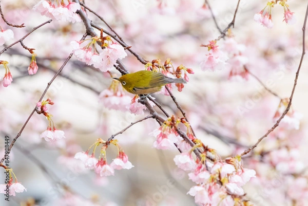Fototapeta 雪桜とメジロ
