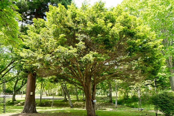 Fototapeta イチイの木