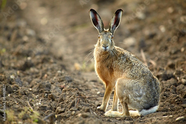 Fototapeta Feldhase Stehend