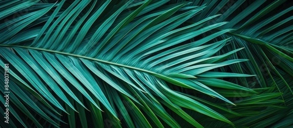 Fototapeta Bright colored sheet of palm Exotic plant Conceptual contemporary art Summer style Art gallery design Creative modern. Creative banner. Copyspace image