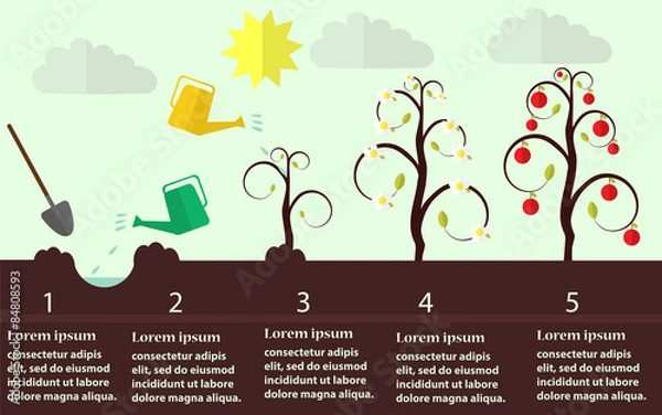Obraz Planting apple trees flat vector