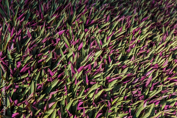 Obraz Green grass background