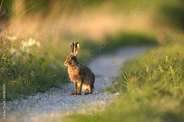 Fototapeta Junger  Feldhase,