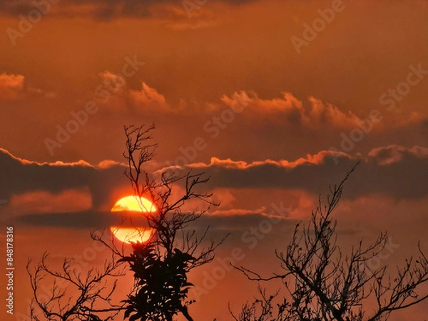 Fototapeta Beautiful shot of the moon at sunset framed with tree leaves. 