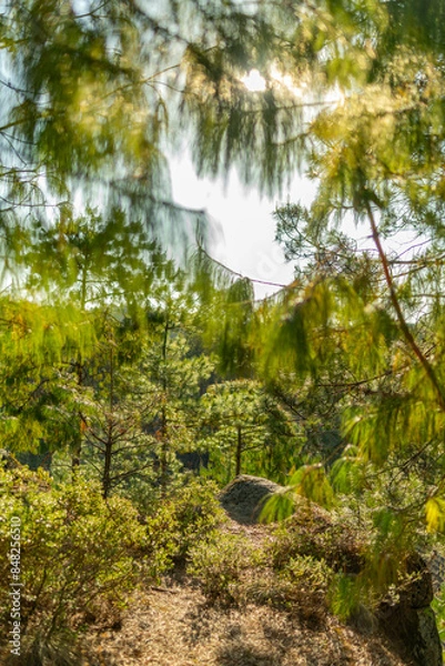 Obraz Através de los Arboles en un bosque