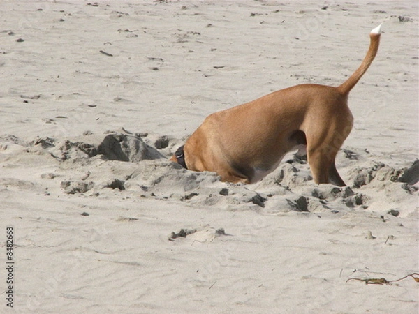 Obraz Dog digging in sand