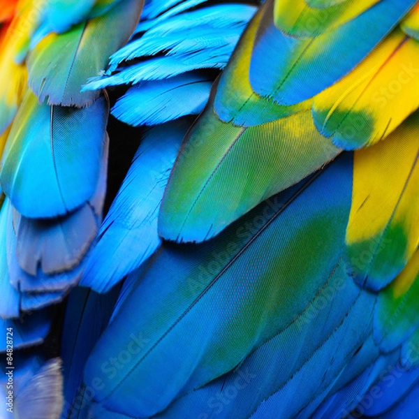 Obraz Scarlet Macaw feathers
