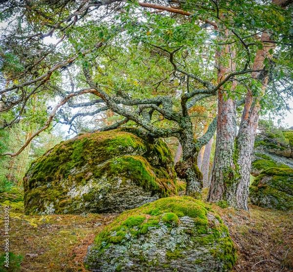 Fototapeta a beautiful shot of the moss on the trees