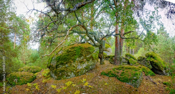 Fototapeta a beautiful shot of the moss on the trees