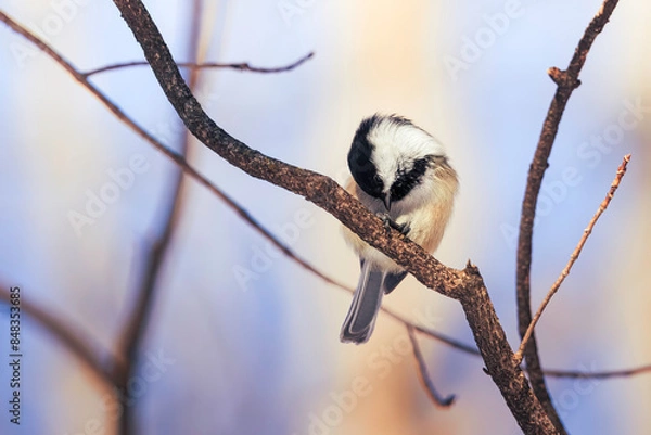 Obraz black capped kingfisher