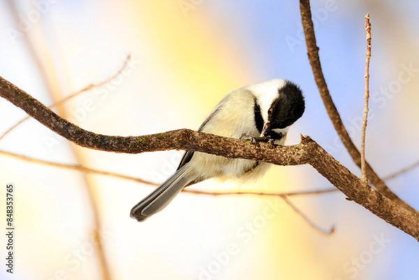 Obraz Chickadee in winter sunset