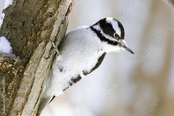 Obraz Great Spotted Woodpecker