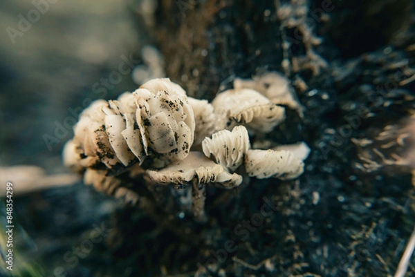 Obraz mushroom on the tree