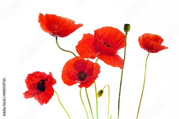Obraz Vibrant Red Poppies Isolated on White