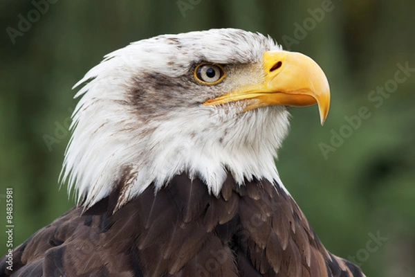 Fototapeta bald eagle head close up portrait