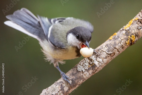 Fototapeta Great Tit (Parus major) fledgling with a chick in its beak about to fly from a branch