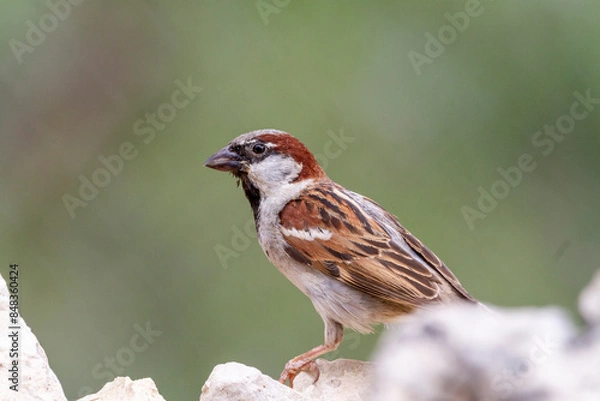 Fototapeta House sparrow (Passer domesticus) perched on some stones next to a river
