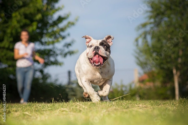 Obraz Playing with your english bulldog