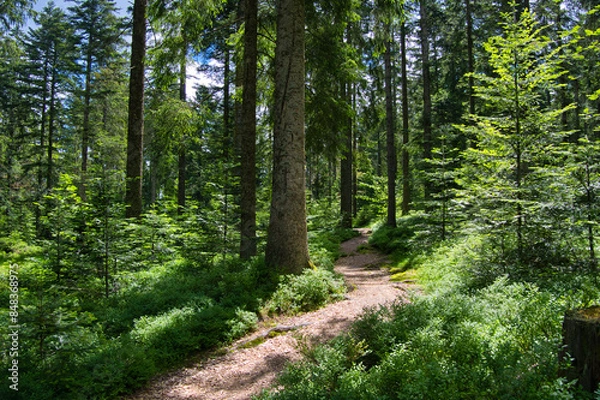 Obraz Waldwege im Schwarzwald