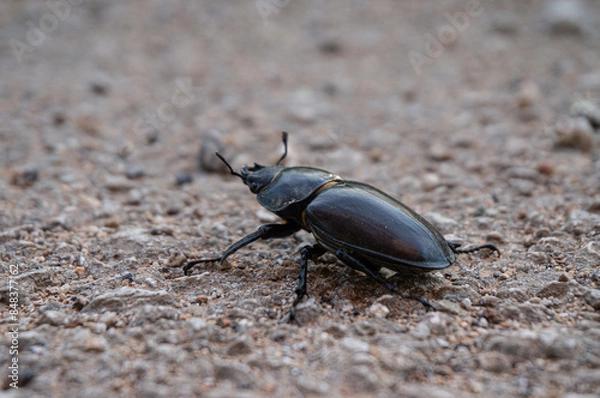 Obraz Lucanus cervus