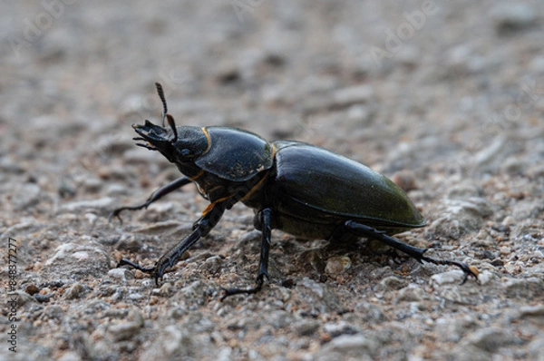Obraz Lucanus cervus