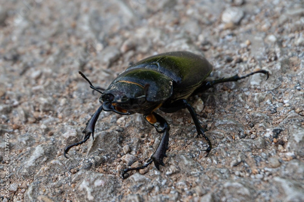 Obraz Lucanus cervus