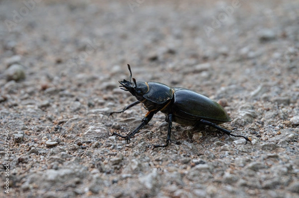 Obraz Lucanus cervus