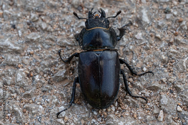 Obraz Lucanus cervus