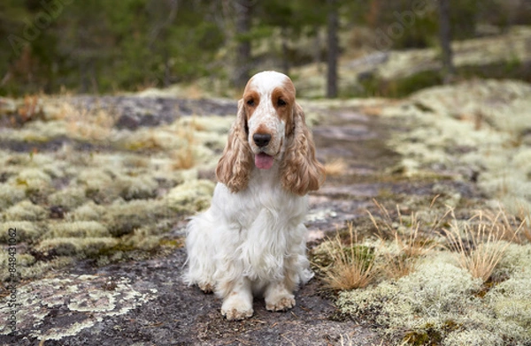 Fototapeta Portrait of a purebred English Cocker Spaniel. The color is white and red. Age four years. Summer. Wild nature. The dog sits on a path among the moss and looks into the frame.The background is blurred