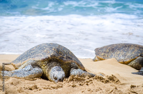 Obraz Green turtles and white wave