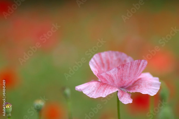 Fototapeta ポピー