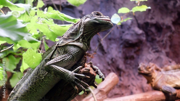 Obraz jaszczurka, kameleon