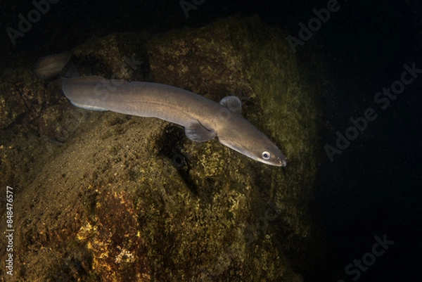 Obraz European eel is hiding on the bottom. Eel in freshwater. Nightdive in the lake. Rare fish looks like snakes. 