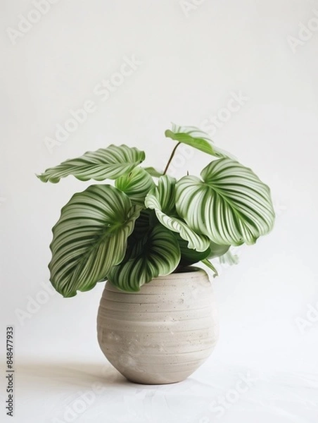 Fototapeta Calathea orbifolia in a modern looking vase on a white background