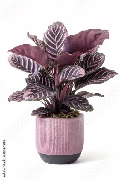 Fototapeta Velvet Calathea (Calathea rufibarba) in a modern looking pot isolated on a white background