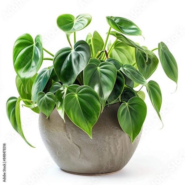Fototapeta Close-up of the heart-shaped leaves of a Heartleaf Philodendron (Philodendron hederaceum) in a vintage looking pot isolated on a white background 