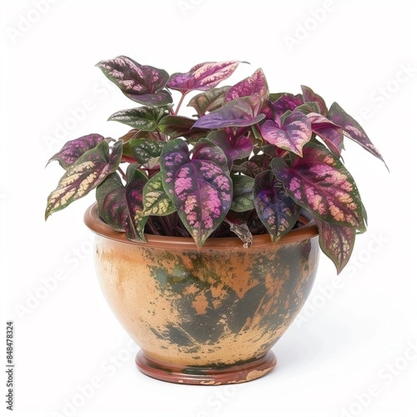 Fototapeta Hypoestes phyllostachya in a vintage looking pot isolated on a white background
