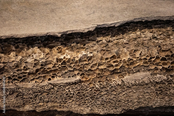 Fototapeta Texture of whale bone close up