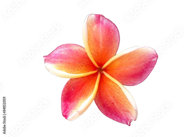Obraz plumeria
