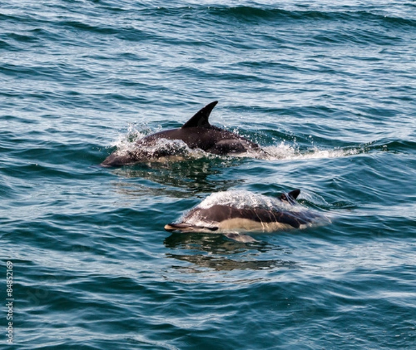 Fototapeta Wild dolphins
