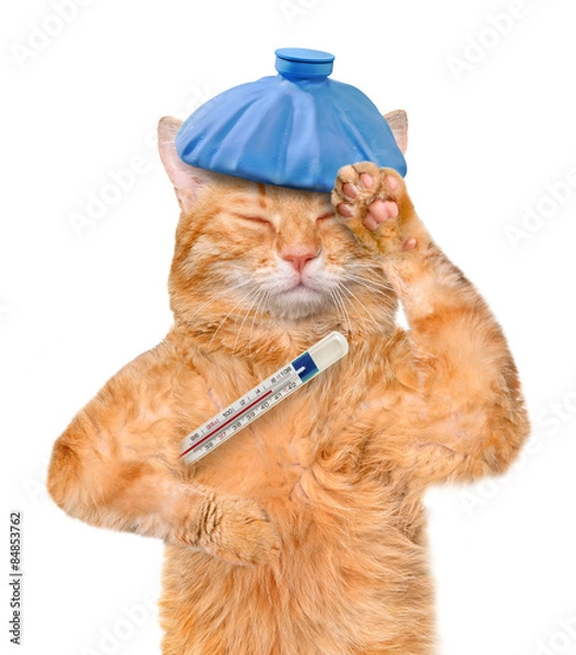 Obraz Sick cat.	Isolated on the white. 