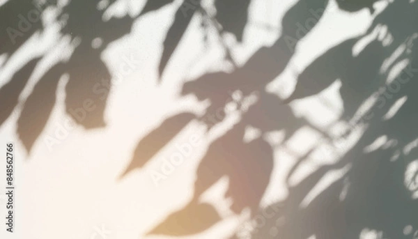 Fototapeta 木の影が光に照らされて壁に映っている背景素材