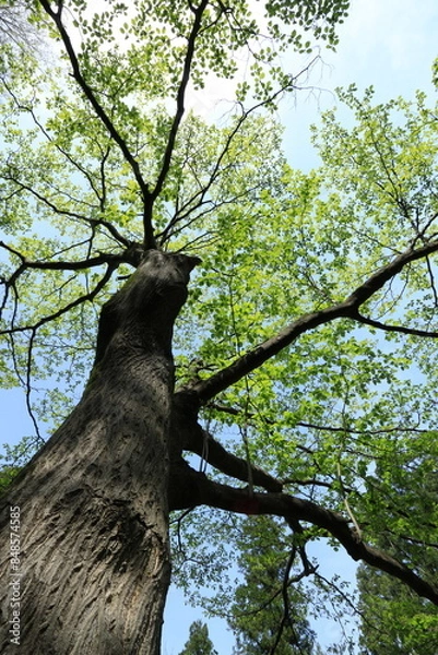 Fototapeta 新緑と青空