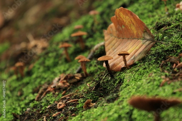 Fototapeta 落ち葉ときのこ