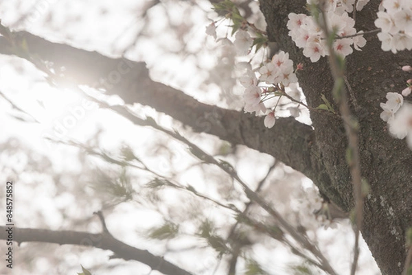 Fototapeta 夕方の桜の木